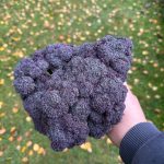 Капуста Purple Magic (20 насінин)