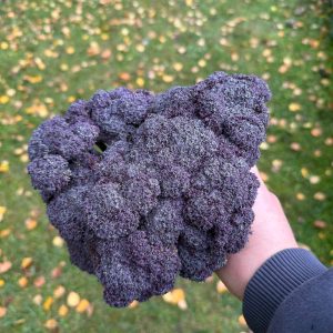 Капуста Purple Magic (20 насінин)